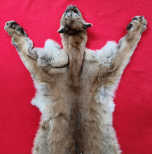 Load image into Gallery viewer, Idaho Cougar Hide - Taxidermy Quality - MTL1027