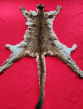 Load image into Gallery viewer, Idaho Cougar Hide - Taxidermy Quality - MTL1027