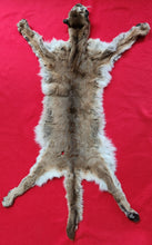 Load image into Gallery viewer, Mountain Lion Hide - HAS FEET - MTL1025