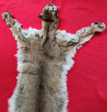 Load image into Gallery viewer, Mountain Lion Hide - HAS FEET - MTL1025