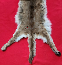 Load image into Gallery viewer, Mountain Lion Hide - HAS FEET - MTL1025