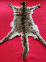 Load image into Gallery viewer, Mountain Lion Hide - HAS FEET - MTL1025
