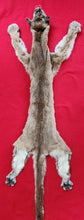 Load image into Gallery viewer, Mountain Lion Hide - HAS FEET - MTL1024
