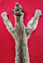 Load image into Gallery viewer, Mountain Lion Hide - HAS FEET - MTL1024