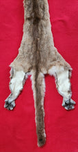 Load image into Gallery viewer, Mountain Lion Hide - HAS FEET - MTL1024