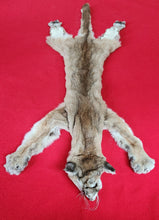 Load image into Gallery viewer, Mountain Lion Hide - HAS FEET - MTL1024