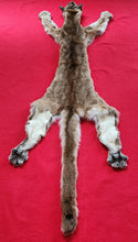 Load image into Gallery viewer, Mountain Lion Hide - HAS FEET - MTL1024