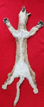 Load image into Gallery viewer, Mountain Lion Hide - HAS FEET - MTL1024