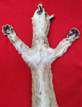 Load image into Gallery viewer, Mountain Lion Hide - HAS FEET - MTL1024