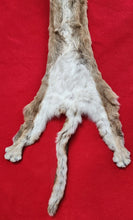 Load image into Gallery viewer, Mountain Lion Hide - HAS FEET - MTL1024