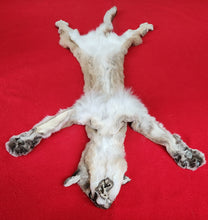 Load image into Gallery viewer, Mountain Lion Hide - HAS FEET - MTL1024