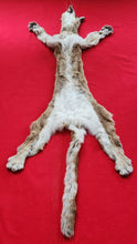 Load image into Gallery viewer, Mountain Lion Hide - HAS FEET - MTL1024
