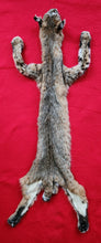 Load image into Gallery viewer, Idaho Bobcat - Taxidermy Quality - BCH1005