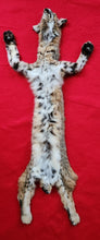 Load image into Gallery viewer, Idaho Bobcat - Taxidermy Quality - BCH1005
