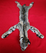 Load image into Gallery viewer, Idaho Tom Bobcat - Taxidermy Quality - BCH1009