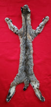 Load image into Gallery viewer, Idaho Tom Bobcat - Taxidermy Quality - BCH1009
