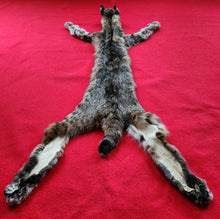 Load image into Gallery viewer, Idaho Tom Bobcat - Taxidermy Quality - BCH1009