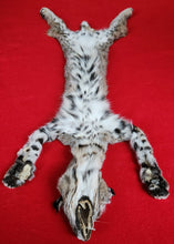 Load image into Gallery viewer, Idaho Tom Bobcat - Taxidermy Quality - BCH1009