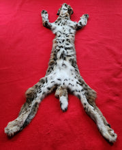Load image into Gallery viewer, Idaho Tom Bobcat - Taxidermy Quality - BCH1009