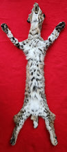 Load image into Gallery viewer, Idaho Tom Bobcat - Taxidermy Quality - BCH1009