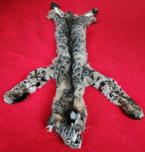Load image into Gallery viewer, Idaho Tom Bobcat - HAS FEET AND CLAWS - BCH1003