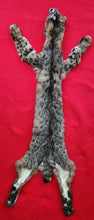 Load image into Gallery viewer, Idaho Tom Bobcat - HAS FEET AND CLAWS - BCH1003