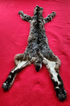Load image into Gallery viewer, Idaho Tom Bobcat - HAS FEET AND CLAWS - BCH1003