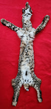 Load image into Gallery viewer, Idaho Tom Bobcat - HAS FEET AND CLAWS - BCH1003