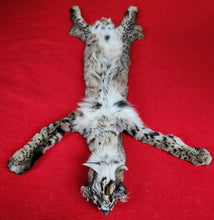 Load image into Gallery viewer, Idaho Tom Bobcat - HAS FEET AND CLAWS - BCH1003