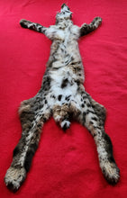 Load image into Gallery viewer, Idaho Tom Bobcat - HAS FEET AND CLAWS - BCH1003