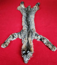 Load image into Gallery viewer, Idaho Bobcat - Taxidermy Quality - BCH1006