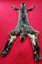 Load image into Gallery viewer, Idaho Bobcat - Taxidermy Quality - BCH1006