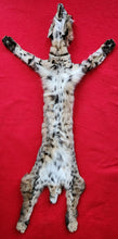 Load image into Gallery viewer, Idaho Bobcat - Taxidermy Quality - BCH1006