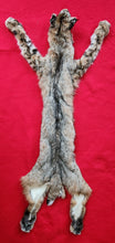 Load image into Gallery viewer, Idaho Tom Bobcat - Taxidermy Quality - BCH1007