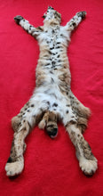 Load image into Gallery viewer, Idaho Tom Bobcat - Taxidermy Quality - BCH1007