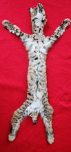 Load image into Gallery viewer, Idaho Tom Bobcat - Taxidermy Quality - BCH1008