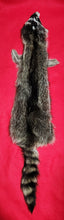 Load image into Gallery viewer, XL Raccoon - RAC1005