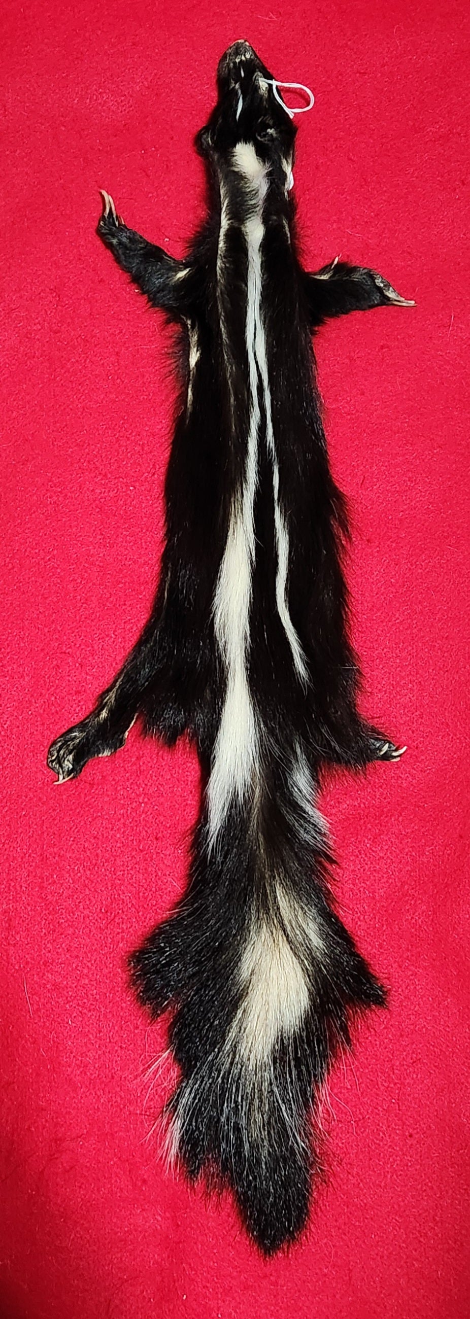 Large Skunk - HAS FEET AND CLAWS - SNK1004 – THE IDAHO FUR SHACK Large Skunk - HAS FEET AND CLAWS - SNK1004 – THE IDAHO FUR SHACK