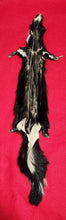Load image into Gallery viewer, Large Skunk - HAS FEET AND CLAWS - SNK1004
