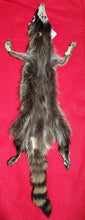 Load image into Gallery viewer, LM Idaho Raccoon - Taxidermy Quality - RAC1006