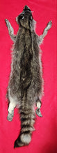 Load image into Gallery viewer, XL Idaho Raccoon - Taxidermy Quality - RAC1008