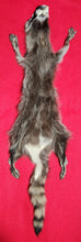 Load image into Gallery viewer, LM Idaho Raccoon - Taxidermy Quality - RAC1007