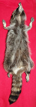 Load image into Gallery viewer, Large New York Raccoon - Taxidermy Quality - RAC1012