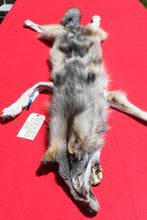 Load image into Gallery viewer, Nice Canadian Grey Wolf #33