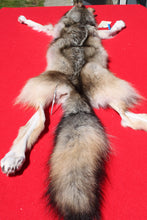 Load image into Gallery viewer, Nice Canadian Grey Wolf #33
