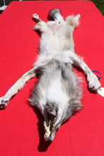 Load image into Gallery viewer, Nice Canadian Grey Wolf #33
