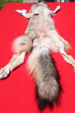 Load image into Gallery viewer, Nice Canadian Grey Wolf #33