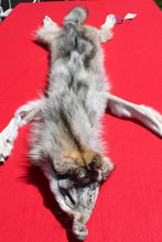 Load image into Gallery viewer, Nice Canadian Grey Wolf #33