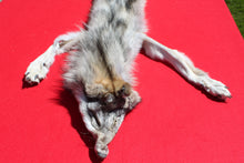 Load image into Gallery viewer, Nice Canadian Grey Wolf #33