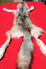 Load image into Gallery viewer, Nice Canadian Grey Wolf #33